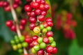 Fresh Arabica coffee berries on the tree in the coffee farm, Bolaven Plateau, a coffee growerÃ¢â¬â¢s utopia. Organic farm. Pakse, La Royalty Free Stock Photo